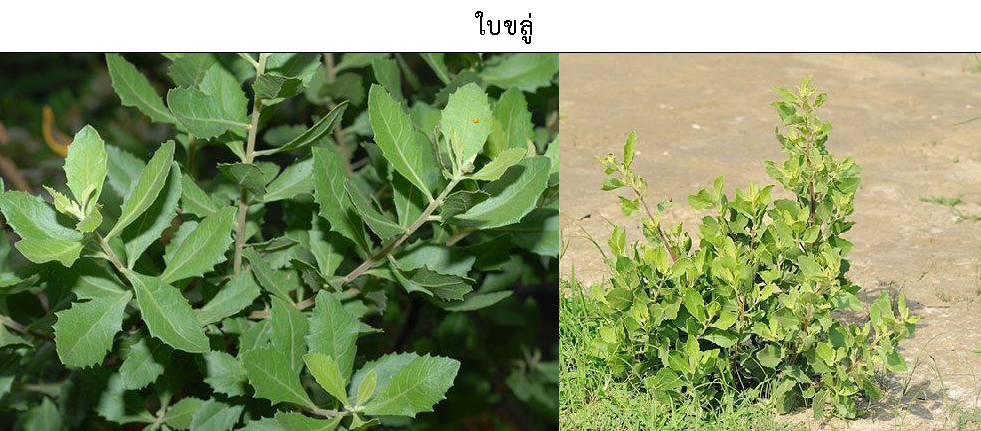 ขลู่